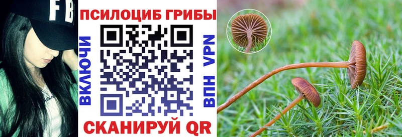 Псилоцибиновые грибы Psilocybe  Купить где  Буй 